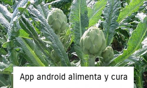 fotos planta alcachofas