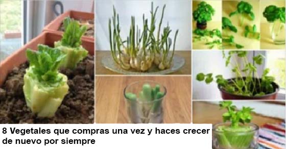 8 vegetales que puedes cultivar una, y otra y otra vez.