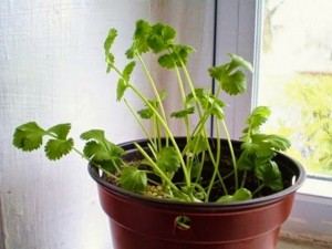 8 vegetales que puedes cultivar una, y otra y otra vez.