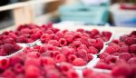 El consumo de frutos rojos puede disminuir efectos del cáncer